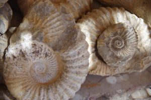 Fossils