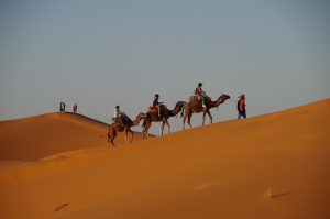 Erg Chebbi group of tree
