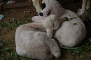 Lambs
